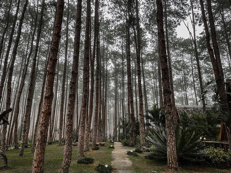 Doi Bo Luang Forest Park Forest